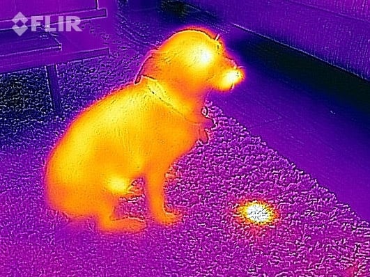 Thermal image of animal waste on the rug in the living room.