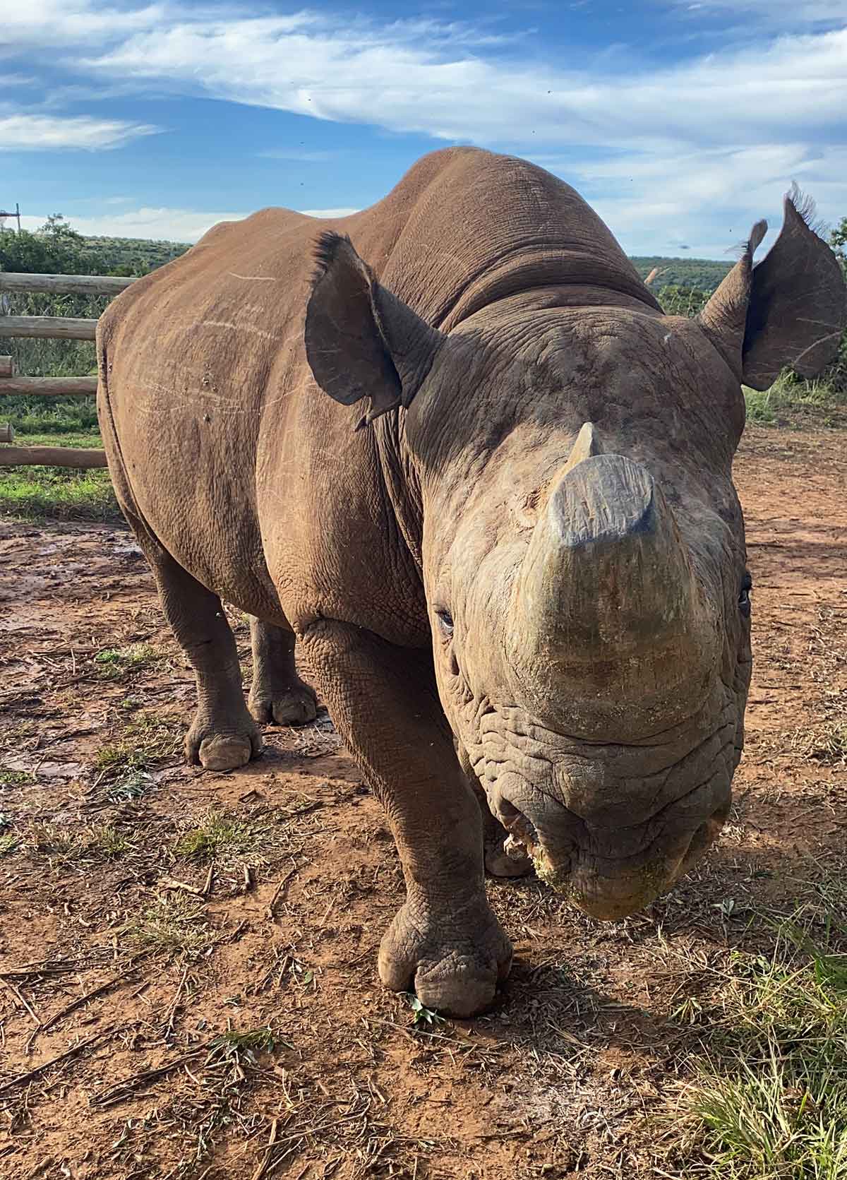 Endangered Species Day 2020: Eyes of the Rhino